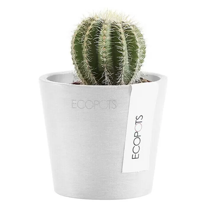 Ecopots Amsterdam Pflanztopf Mini - Außenmaß (Ø x H): 8 x 7 cm, Kunststoff, Weiß - Ein grüner Kaktus mit scharfen Stacheln in einem weißen, strukturierten ECOPOTS Pflanzgefäß.
