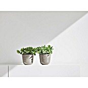 Ecopots Oslo Pflanztopf Mini (Außenmaß (Ø x H): 11,5 x 10 cm, Kunststoff, Braungrau) | BAUHAUS