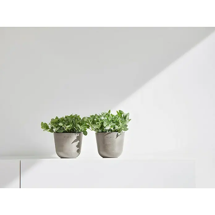 Ecopots Oslo Pflanztopf Mini - Außenmaß (Ø x H): 11,4 x 9,5 cm, Kunststoff, Braungrau - Zwei graue ECOPOTS Pflanzgefäße mit grünen Pflanzen auf einer weißen Oberfläche mit schönem Licht.