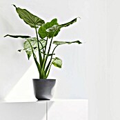 Ecopots Oslo Pflanztopf Mini (Außenmaß (Ø x H): 16 x 14 cm, Kunststoff, Grau) | BAUHAUS