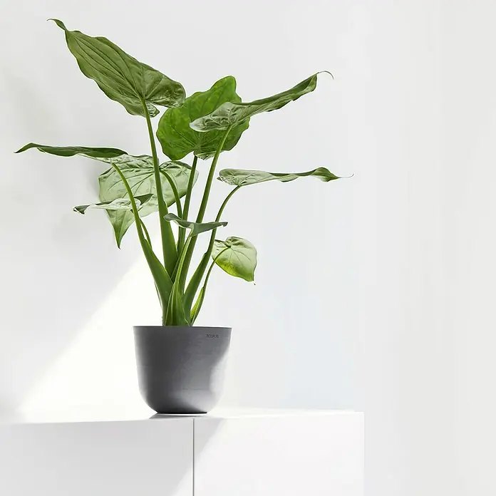 Ecopots Oslo Pflanztopf Mini - Außenmaß (Ø x H): 16 x 13,7 cm, Kunststoff, Grau - Zimmerpflanze mit großen grünen Blättern in einem grauen Topf auf einem weißen Schrank.