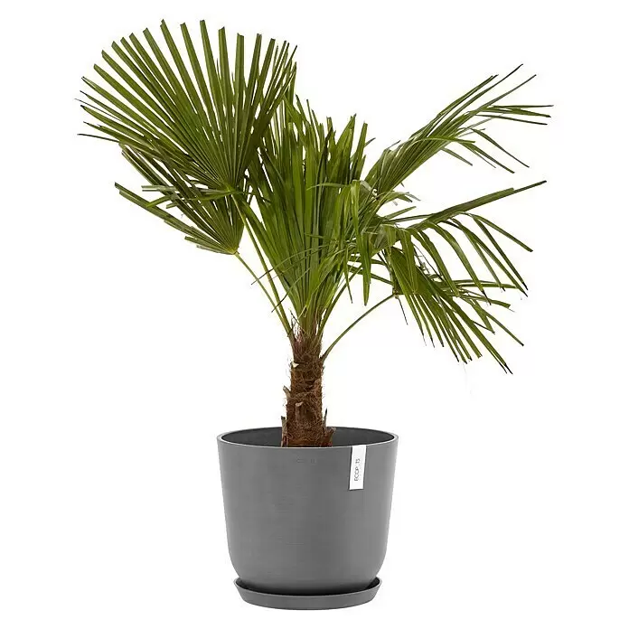 Ecopots Oslo Pflanztopf mit Wasserspeicher - Außenmaß (Ø x H): 35 x 40,5 cm, Kunststoff, Grau - Eine leuchtend grüne Palme in einem grauen ECOPOTS Pflanztopf mit Untersetzer.