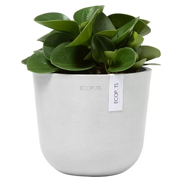 Ecopots Oslo Pflanztopf Mini - Außenmaß (Ø x H): 16 x 13,7 cm, Kunststoff, Weiß - Weißer ECOPOTS Pflanztopf mit einer grünen Pflanze mit runden Blättern.