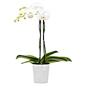 Ecopots Orchideentopf Morinda (Außenmaß (Ø x H): 14,2 x 16 cm, Kunststoff, Weiß) | BAUHAUS