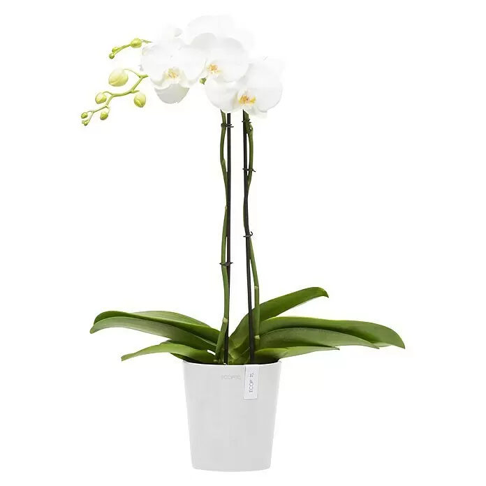 Ecopots Orchideentopf Morinda - Außenmaß (Ø x H): 14 x 15 cm, Kunststoff, Weiß - Elegante weiße Orchidee mit mehreren Blüten und Knospen, gestützt durch Stäbe, in einem weißen Topf.