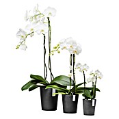 Ecopots Orchideentopf Morinda (Außenmaß (Ø x H): 11 x 12,5 cm, Kunststoff, Dunkelgrau) | BAUHAUS