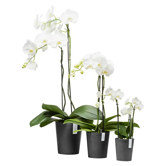 Ecopots Orchideentopf Morinda - Außenmaß (Ø x H): 11 x 12,5 cm, Kunststoff, Dunkelgrau - Drei Phalaenopsis-Orchideen in abgestuften Größen, elegant in schlichten, dunklen Töpfen präsentiert, die die Blüten hervorheben.