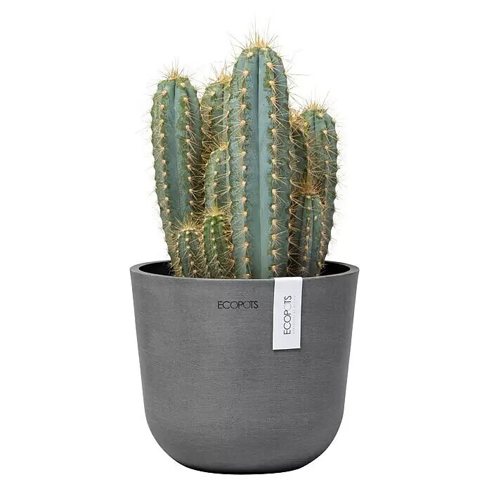 Ecopots Oslo Pflanztopf Mini - Außenmaß (Ø x H): 16 x 13,7 cm, Kunststoff, Grau - Großer grüner Kaktus mit scharfen Stacheln in einem runden, grauen ECOPOTS Pflanztopf.