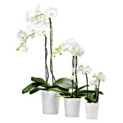 Ecopots Orchideentopf Morinda (Außenmaß (Ø x H): 17 x 19,5 cm, Kunststoff, Weiß) | BAUHAUS