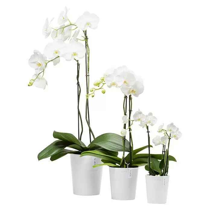 Ecopots Orchideentopf Morinda - Außenmaß (Ø x H): 17,1 x 19,5 cm, Kunststoff, Weiß - Drei weiße Orchideen in verschiedenen Größen, in schlichten weißen Töpfen.