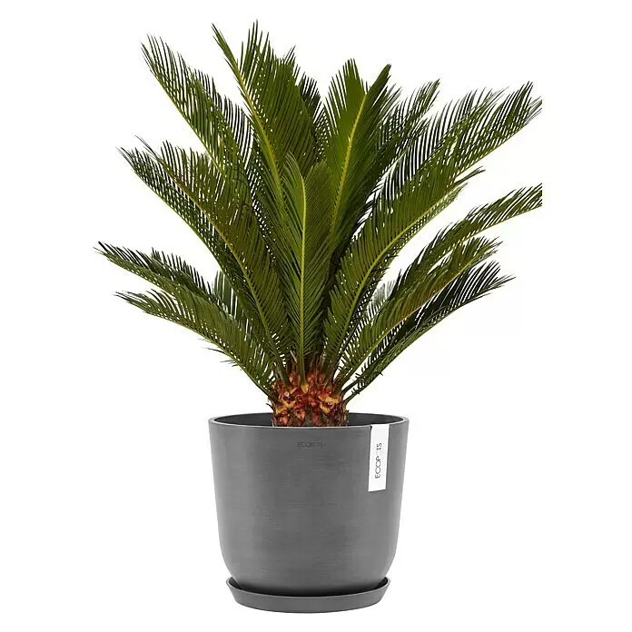 Ecopots Oslo Pflanztopf mit Wasserspeicher - Außenmaß (Ø x H): 25 x 21,4 cm, Kunststoff, Grau - Eine Sagopalme in einem grauen Topf mit Untersetzer.