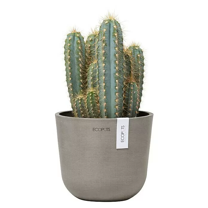 Ecopots Oslo Pflanztopf Mini - Außenmaß (Ø x H): 16 x 13 cm, Kunststoff, Braungrau - Ein lebhafter blau-grüner Kaktus mit scharfen gelben Stacheln, in einem minimalistischen grauen ECOPOTS Topf.