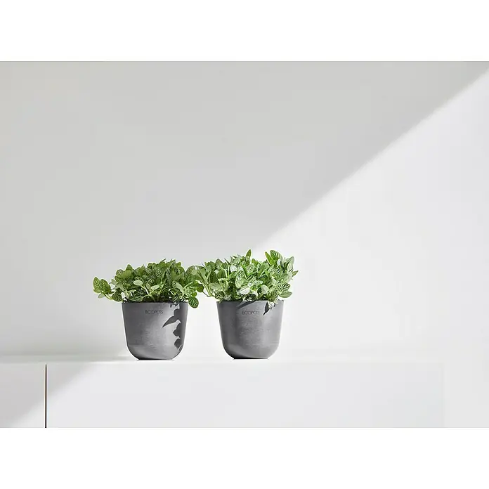 Ecopots Oslo Pflanztopf Mini - Außenmaß (Ø x H): 11,4 x 9,5 cm, Kunststoff, Grau - Zwei stilvolle, graue Blumentöpfe mit grünen Pflanzen auf einer weißen Oberfläche, beleuchtet von einem sanften Schatten.