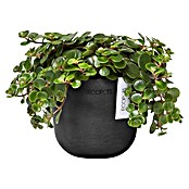 Ecopots Oslo Pflanztopf Mini (Außenmaß (Ø x H): 11,5 x 10 cm, Kunststoff, Dunkelgrau) | BAUHAUS