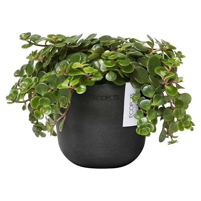 Ecopots Oslo Pflanztopf Mini - Außenmaß (Ø x H): 11,4 x 9,5 cm, Kunststoff, Dunkelgrau - Grüne Hängepflanze in einem dunkelgrauen ECOPOTS Blumentopf.