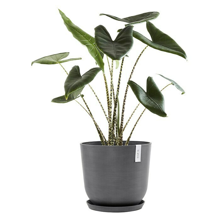 Ecopots Oslo Pflanztopf mit Wasserspeicher (Außenmaß (Ø x H): 45 x 39,2 cm, Kunststoff, Grau) | BAUHAUS