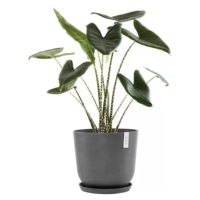 Ecopots Oslo Pflanztopf mit Wasserspeicher - Außenmaß (Ø x H): 45 x 39,4 cm, Kunststoff, Grau - Alocasia Zebrina Pflanze mit grünen Blättern und gestreiften Stielen in einem grauen ECOPOTS Übertopf mit Untersetzer.