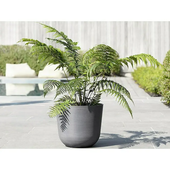 Ecopots Oslo Pflanztopf mit Wasserspeicher - Außenmaß (Ø x H): 35 x 40,5 cm, Kunststoff, Grau - Ein üppiger Farn in einem stilvollen, anthrazitfarbenen Pflanzgefäß, ideal für die moderne Gartengestaltung und verleiht jedem Außenbereich eine elegante Note.
