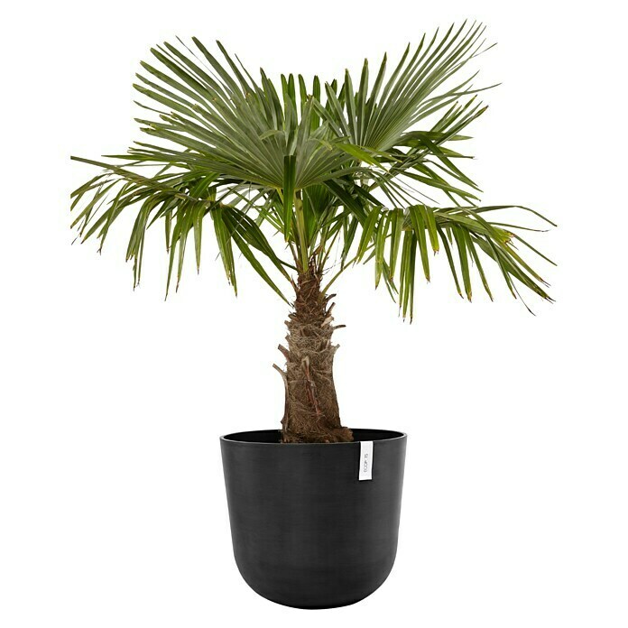 Ecopots Oslo Pflanztopf mit Wasserspeicher (Außenmaß (Ø x H): 55 x 47,9 cm, Kunststoff, Dunkelgrau) | BAUHAUS