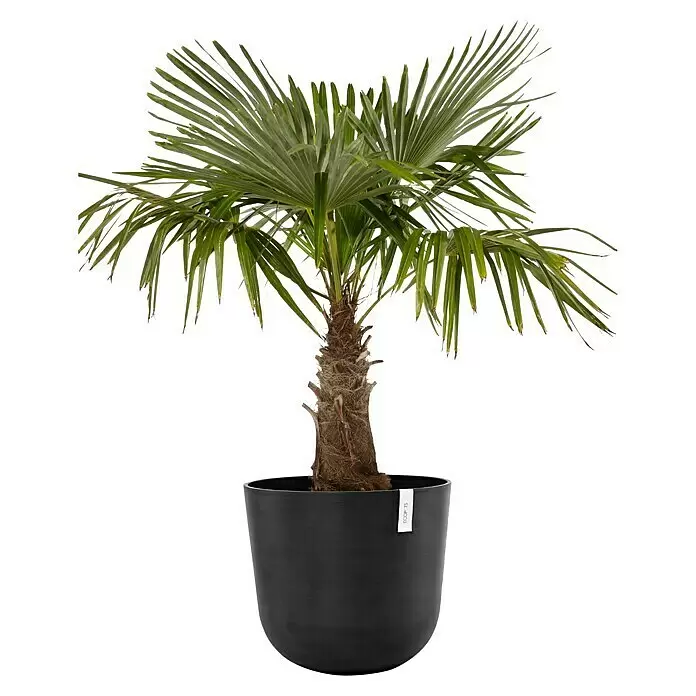 Ecopots Oslo Pflanztopf mit Wasserspeicher - Außenmaß (Ø x H): 55 x 48,5 cm, Kunststoff, Dunkelgrau - Grüne Fächerpalme mit braunem Stamm in einem runden schwarzen Topf.