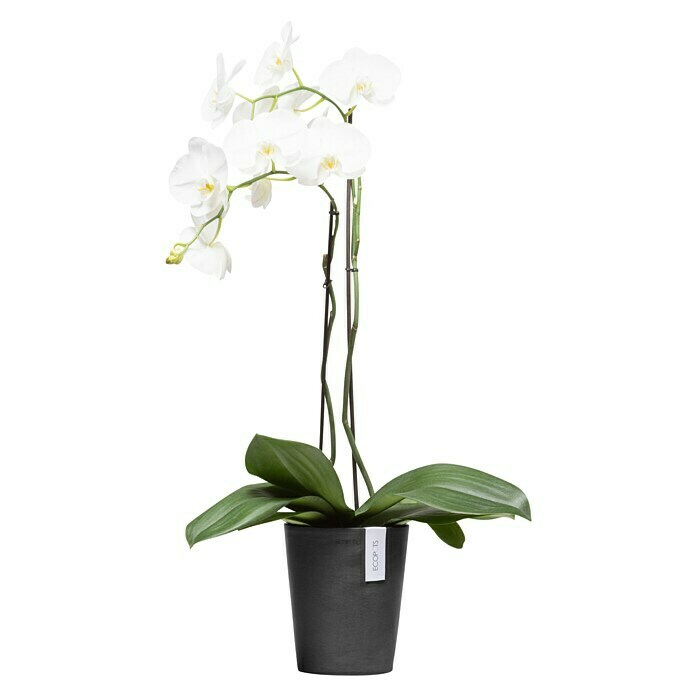 Ecopots Orchideentopf Morinda (Außenmaß (Ø x H): 17 x 19,5 cm, Kunststoff, Dunkelgrau) | BAUHAUS