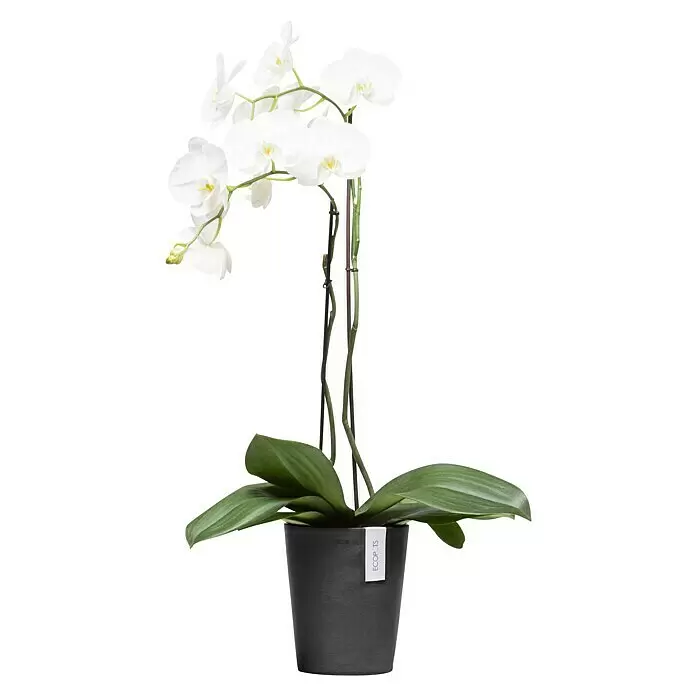 Ecopots Orchideentopf Morinda - Außenmaß (Ø x H): 17,1 x 19,5 cm, Kunststoff, Dunkelgrau - Weiße Orchideenpflanze mit grünen Blättern in einem dunkelgrauen Topf.