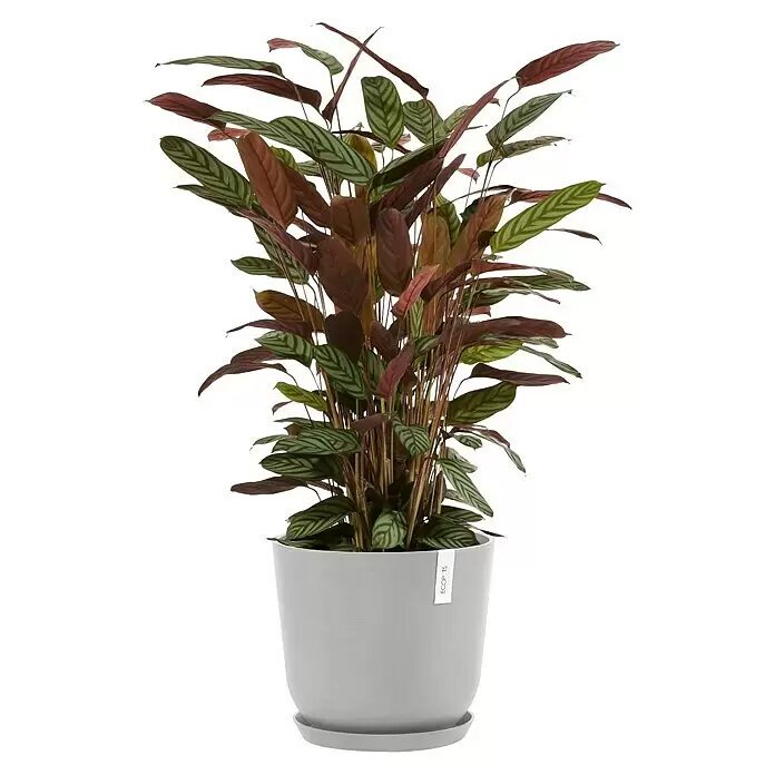 Ecopots Oslo Pflanztopf mit Wasserspeicher - Außenmaß (Ø x H): 35 x 40,5 cm, Kunststoff, Weißgrau - Getopfte Calathea majestica Pflanze mit gemusterten grünen Blättern und rötlichen Unterseiten in hellgrauem Topf mit Untersetzer.