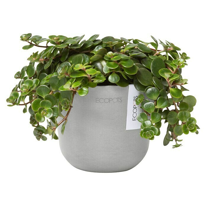 Ecopots Oslo Pflanztopf mit Wasserspeicher (Außenmaß (Ø x H): 11,5 x 10 cm, Kunststoff, Weißgrau) | BAUHAUS