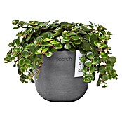 Ecopots Oslo Pflanztopf Mini (Außenmaß (Ø x H): 11,5 x 10 cm, Kunststoff, Grau) | BAUHAUS