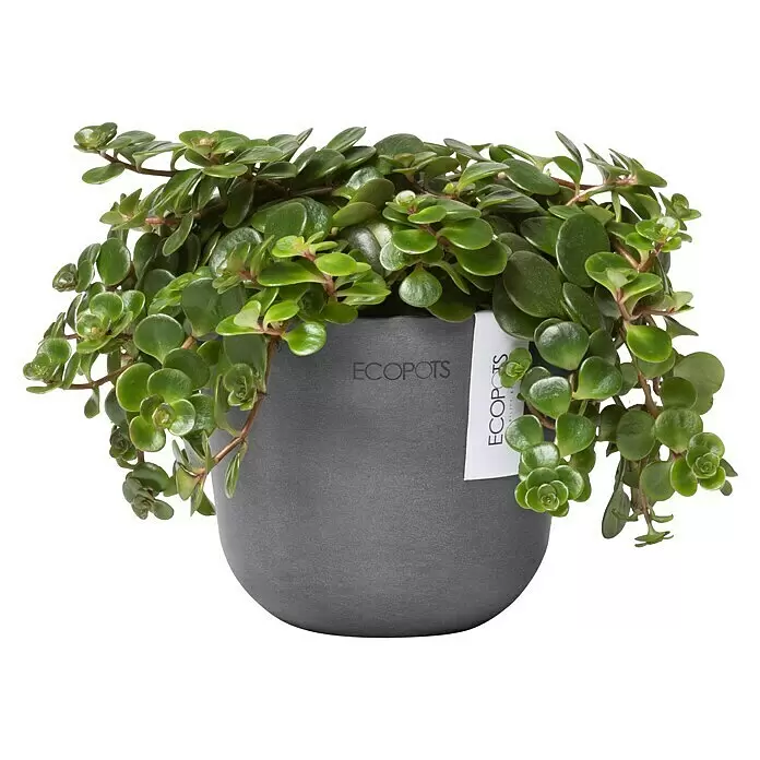 Ecopots Oslo Pflanztopf Mini - Außenmaß (Ø x H): 11,4 x 9,5 cm, Kunststoff, Grau - Grüne Hängepflanze in einem runden grauen ECOPOTS-Pflanzgefäß mit weißem Etikett.