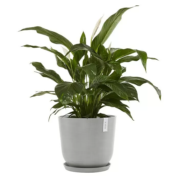 Ecopots Oslo Pflanztopf mit Wasserspeicher - Außenmaß (Ø x H): 45 x 39,4 cm, Kunststoff, Weißgrau - Eine Spathiphyllum-Pflanze mit dunkelgrünen Blättern und weißen Blüten in einem hellgrauen Topf mit passendem Untersetzer.