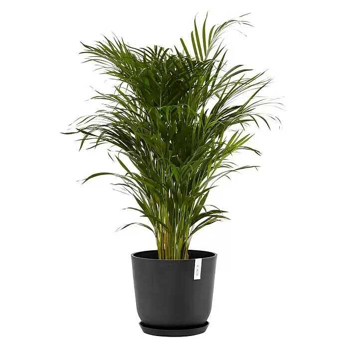 Ecopots Oslo Pflanztopf mit Wasserspeicher - Außenmaß (Ø x H): 35 x 40,5 cm, Kunststoff, Dunkelgrau - Üppige grüne Areca-Palme in einem dunkelgrauen, strukturierten ECOPOTS Pflanzgefäß mit passendem Untersetzer.
