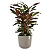 Ecopots Oslo Pflanztopf mit Wasserspeicher (Außenmaß (Ø x H): 35 x 40,5 cm, Kunststoff, Braungrau) | BAUHAUS