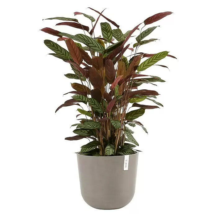 Ecopots Oslo Pflanztopf mit Wasserspeicher - Außenmaß (Ø x H): 35 x 40,5 cm, Kunststoff, Braungrau - Üppige Topfpflanze mit grün-rotbraunen Blättern in einem eleganten grauen Topf.