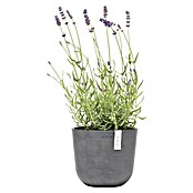 Ecopots Oslo Pflanztopf Mini (Außenmaß (Ø x H): 19 x 16,5 cm, Kunststoff, Grau) | BAUHAUS