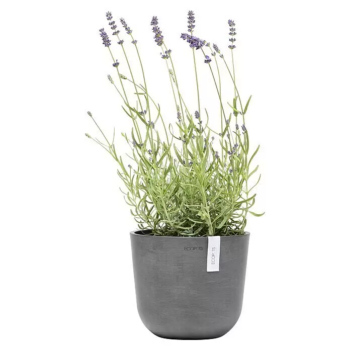 Ecopots Oslo Pflanztopf Mini - Außenmaß (Ø x H): 19 x 16,5 cm, Kunststoff, Grau - Topf-Lavendelpflanze in einem grauen ECOPOTS Pflanzgefäß.