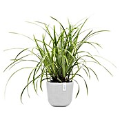 Ecopots Oslo Pflanztopf Mini (Außenmaß (Ø x H): 19 x 16,5 cm, Kunststoff, Weiß) | BAUHAUS