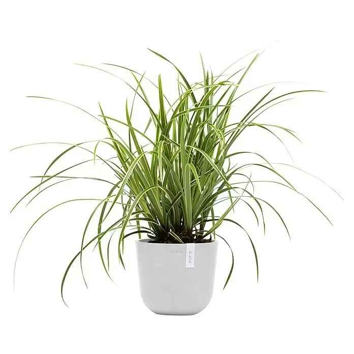 Ecopots Oslo Pflanztopf Mini - Außenmaß (Ø x H): 19 x 16,5 cm, Kunststoff, Weiß - Grün-weiß panaschierte Pflanze mit langen, schmalen Blättern in einem hellgrauen zylindrischen Topf.