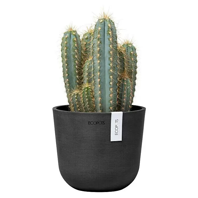 Ecopots Oslo Pflanztopf Mini - Außenmaß (Ø x H): 16 x 13,7 cm, Kunststoff, Dunkelgrau - Ein blaugrüner Kaktus in einem dunkelgrauen ECOPOTS Pflanzgefäß mit weißem Etikett.