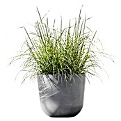 Ecopots Oslo Pflanztopf mit Wasserspeicher (Außenmaß (Ø x H): 45 x 39,4 cm, Kunststoff, Grau) | BAUHAUS