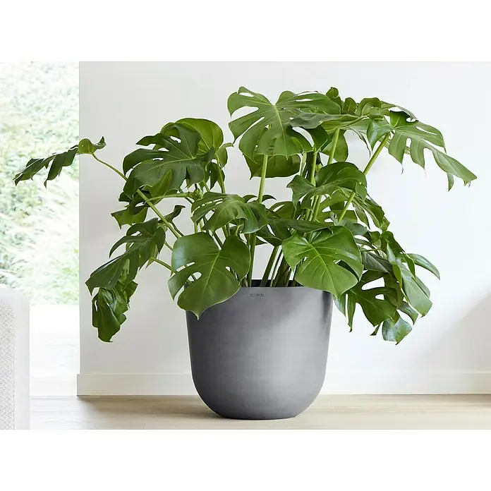 Ecopots Oslo Pflanztopf mit Wasserspeicher - Außenmaß (Ø x H): 45 x 39,4 cm, Kunststoff, Grau - Zimmerpflanze Monstera in einem modernen, grauen Pflanzgefäß, ideal für die Dekoration von Wohnräumen und Büros.
