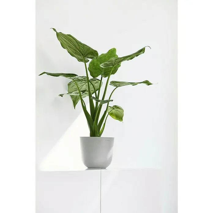 Ecopots Oslo Pflanztopf Mini - Außenmaß (Ø x H): 16 x 13,7 cm, Kunststoff, Weißgrau - Innenaufnahme einer Zimmerpflanze in einem grauen Topf, die auf einem weißen Regal steht und ein minimalistisches Ambiente schafft.