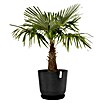Ecopots Oslo Pflanztopf mit Wasserspeicher (Außenmaß (Ø x H): 55 x 48,5 cm, Kunststoff, Dunkelgrau) | BAUHAUS