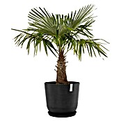 Ecopots Oslo Pflanztopf mit Wasserspeicher (Außenmaß (Ø x H): 55 x 47,9 cm, Kunststoff, Dunkelgrau) | BAUHAUS