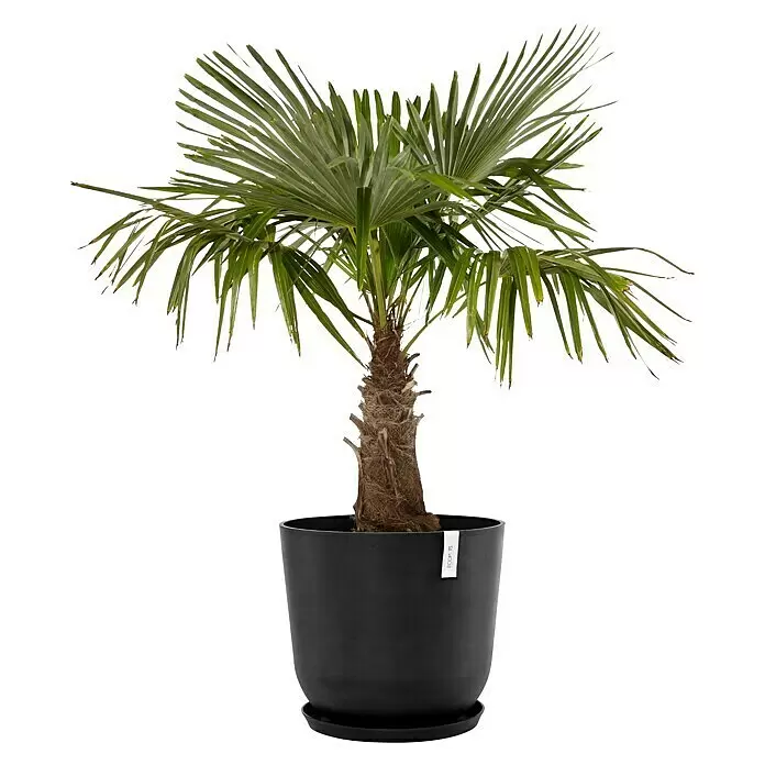 Ecopots Oslo Pflanztopf mit Wasserspeicher - Außenmaß (Ø x H): 55 x 48,5 cm, Kunststoff, Dunkelgrau - Eine Topfpalme mit grünen fächerförmigen Blättern und einem braunen faserigen Stamm in einem runden schwarzen Pflanzgefäß mit passendem Untersetzer.