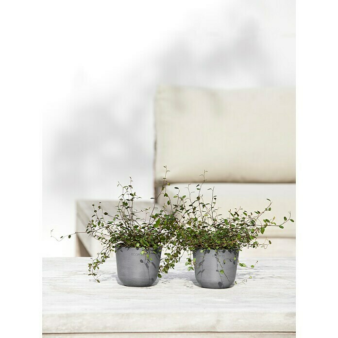 Ecopots Oslo Pflanztopf Mini (Außenmaß (Ø x H): 11,5 x 10 cm, Kunststoff, Grau) | BAUHAUS