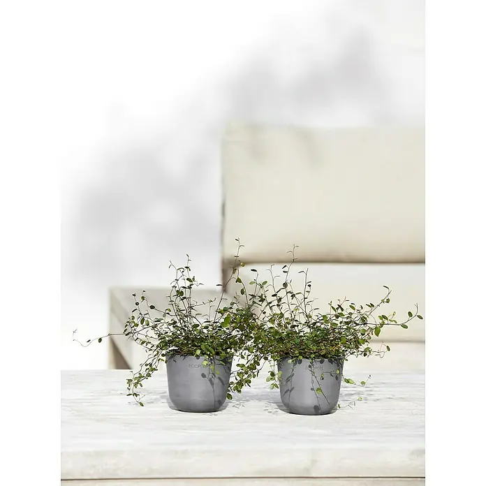 Ecopots Oslo Pflanztopf Mini - Außenmaß (Ø x H): 11,4 x 9,5 cm, Kunststoff, Grau - Zwei graue Töpfe mit Muehlenbeckia Zimmerpflanzen auf einem weißen Tisch. Die Pflanzen sind üppig und verleihen dem Raum einen Hauch von Grün.