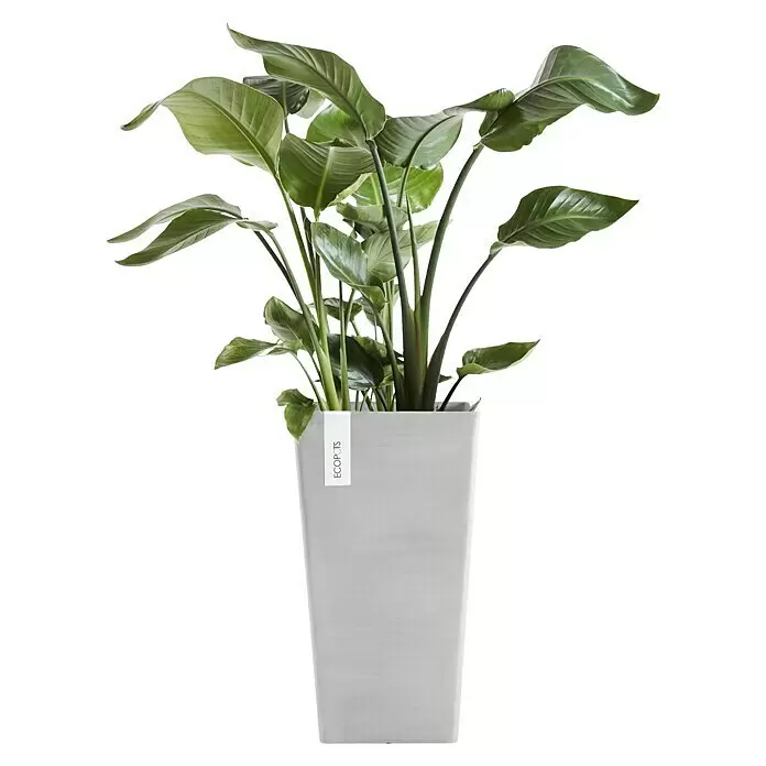 Ecopots Rotterdam Pflanzsäule eckig - Außenmaß (L x B x H): 30,5 x 30,5 x 50,5 cm, Kunststoff, Weiß, Grau - Hoher, hellgrauer, rechteckiger Topf mit einer grünblättrigen Pflanze und ECOPOTS-Etikett.