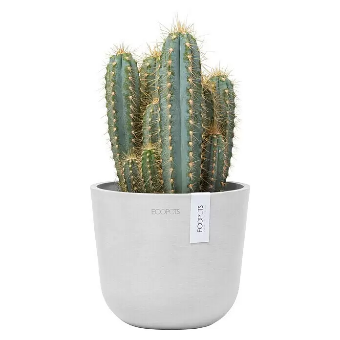 Ecopots Oslo Pflanztopf Mini - Außenmaß (Ø x H): 16 x 13,7 cm, Kunststoff, Weiß - Stacheliger grüner Kaktus in einem runden, hellgrauen Topf mit weißem Markenetikett.