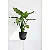 Ecopots Oslo Pflanztopf Mini (Außenmaß (Ø x H): 16 x 14 cm, Kunststoff, Dunkelgrau) | BAUHAUS